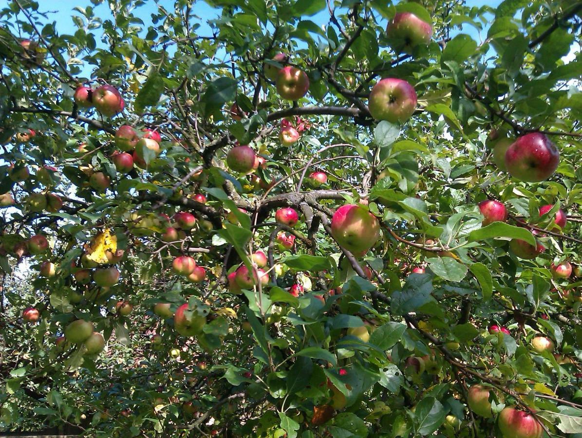 Apartmán Apple Tree Záhřeb Exteriér fotografie